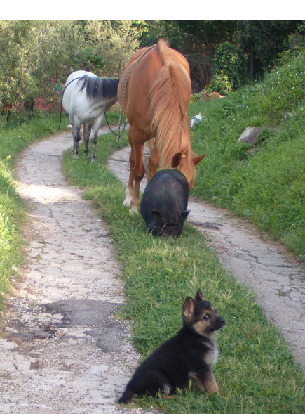 Le applicazioni della Medicina Veterinaria Sistemica