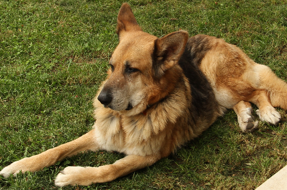 curare cani con l'agopuntura