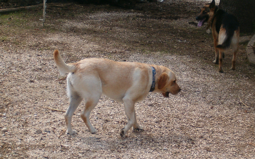 curare cani con l'agopuntura