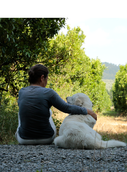 La relazione nella Medicina Veterinaria Sistemica