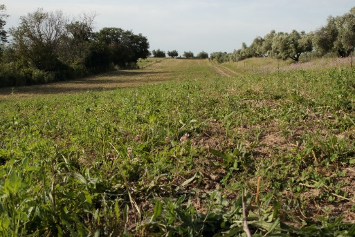 curare cani con l'agopuntura